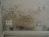 Schneitter -  